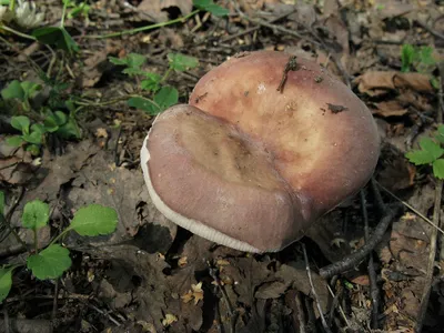 Теплая погода и дожди способствуют богатому урожаю грибов в Подмосковье. /  Администрация городского округа Ступино