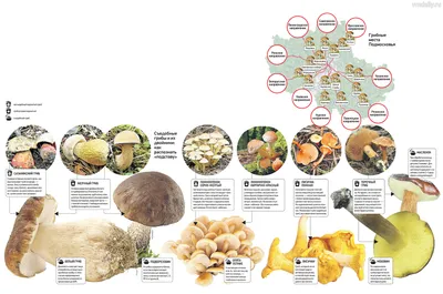 Грибы в Подмосковье — 2023: какие растут сейчас, где найти, сезон | РБК Life