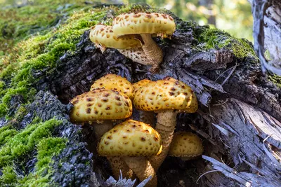 Фотокаталог грибов: Маслёнок сибирский (Suillus sibiricus)