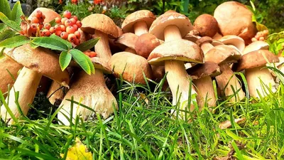 Чешуйчатка сальная (Pholiota adiposa) – Грибы Сибири