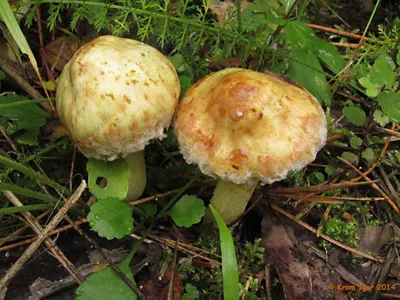 Самые ядовитые грибы Сибири. Избегайте встречи с ними | Дивные места | Дзен