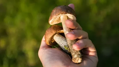 Ядовитые грибы после смога захватили новосибирские леса | НДН.Инфо