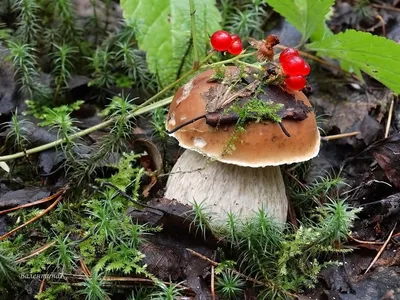 Самые ядовитые грибы Сибири. Избегайте встречи с ними | Дивные места | Дзен