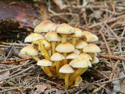 Валуй (Russula foetens) – Грибы Сибири