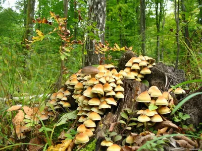 🍄 Лисичка обыкновенная (Cantharellus cibarius) — Съедобные и условно съедобные  грибы, описание, фото | 