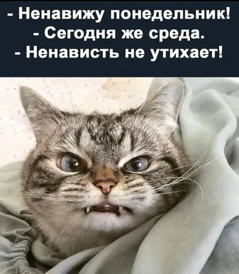 Футболка с надписью: Господа, третий день не хочется работать, что бы это  значило? Наверное, сегодня СРЕДА. Цвет: белый. Размер: S — купить в  интернет-магазине по низкой цене на Яндекс Маркете