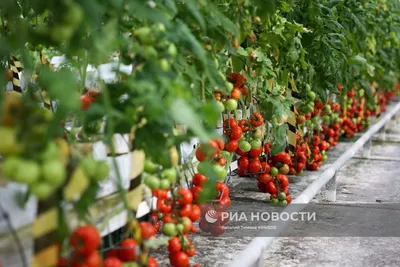 Международная научная конференция «СЕЛЕКЦИЯ И ГЕНЕТИКА КУЛЬТУРНЫХ РАСТЕНИЙ  – 2023»