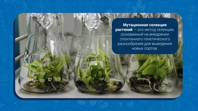 Селекция растений - Презентации по биологии