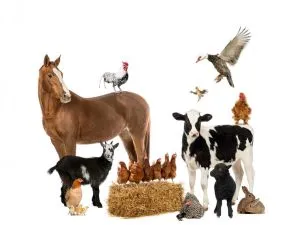 Количество сельскохозяйственных животных по состоянию на 1 мая