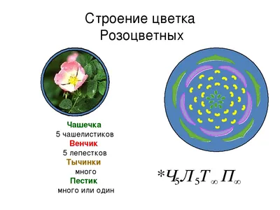 Энциклопедия "Жизнь растений". СЕМЕЙСТВО РОЗОВЫЕ ИЛИ РОЗОЦВЕТНЫЕ (ROSACEAE)