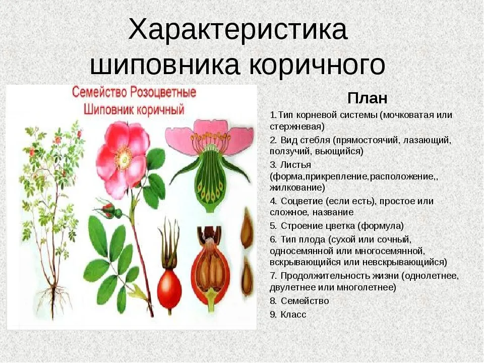 Какой тип питания характерен для шиповника собачьего. Семейства покрытосеменных растений Розоцветные. Семейство Розоцветные шиповник. Шиповник коричный строение семени. Двудольные Розоцветные.