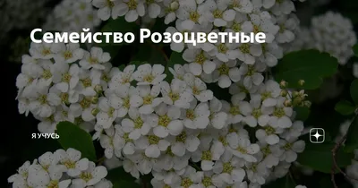 Семейство Розоцветные | Я Учусь | Дзен