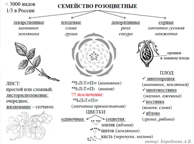 Семейство розоцветных - Презентации по биологии