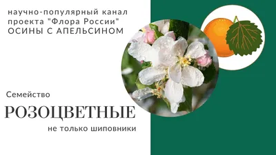 Семейство: Розоцветные - online presentation