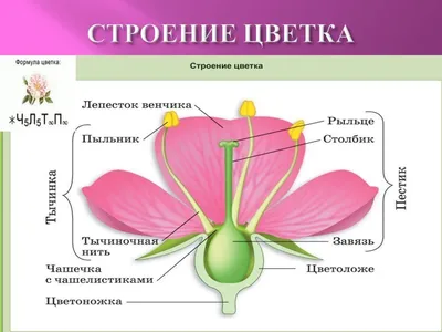 Семейство Крестоцветные и Розоцветные. Растения. Биология 6 класс. Плод,  листья, формулы цветков - YouTube