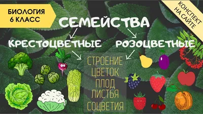 Классы и семейства покрытосеменных растений - Умскул Учебник