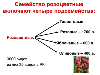 Срооочччнооо, помогите, спасите, пожалуйста. Приведите доказательства что  шиповник относится к - Школьные Знания.com