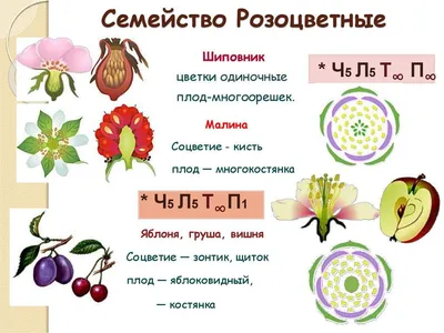 Презентация на тему: Семейство Розоцветные