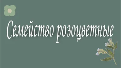 Растения семейства розоцветных: морфологическое описание видов и формула  цветка - 