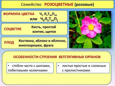 Семейство розоцветные - online presentation