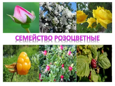 Семейство Розоцветные