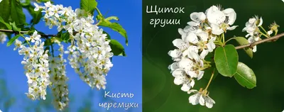 Семейство Розоцветные Rosaceae