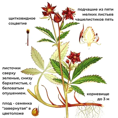 Розоцветные, подготовка к ЕГЭ по биологии