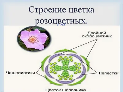 Сабельник на низинном болоте | Заповедник Васюганский | Дзен