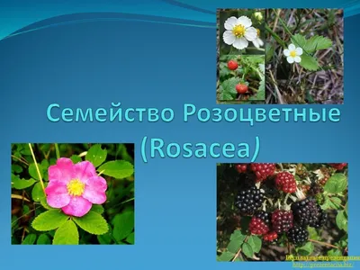 Боярышник зеленомякотный — Crataegus chlorosarca Maxim. Семейство  Розоцветные — Rosaceae | Фотографии: растения Камчатки | Фотографии  Камчатки | Камчатский край, Петропавловск-Камчатский — краеведческий сайт о  Камчатке: история Камчатки, география и ...