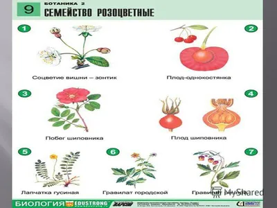 Семейство Розоцветные - презентация онлайн