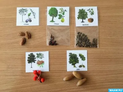 Коллекция Шишки, плоды, семена деревьев и кустарников (id 55230917), купить  в Казахстане, цена на 