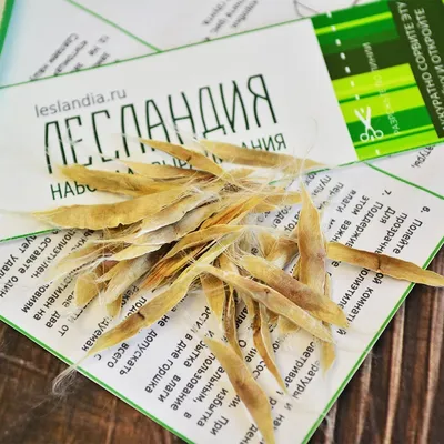 🌱 Семена Катальпа Прекрасная Талисман, Семена, 20 шт. Цена от 350 руб. В  наборе качественные семена, инструкция и советы по проращиванию дерева  дома. Купить с доставкой и онлайн оплатой. - интернет-магазин Лесландия