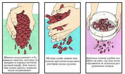 Дерево «с нуля». Какие растения можно вырастить из семян? | Сад | Дача |  Аргументы и Факты