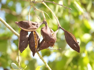 Семена рожкового дерева - Кароб - Ceratonia siliqua Carob Tree 3 шт  (ID#1640977275), цена: 100 ₴, купить на 