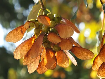 Семена липа Мелколистная Сердцевидная (Tilia cordata) — купить в  Красноярске. Декоративные кустарники и деревья на интернет-аукционе 