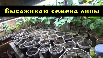 Липа Кавказская семена купить недорого