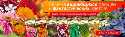 Формы и виды обработки семян Покупателю — Евросемена. Барнаул - Оптовая  продажа семян и посадочного материала