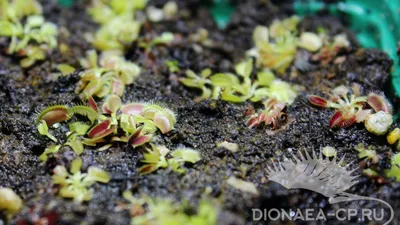 Выращивание Хищных растений из семян - «Dionaea» интернет-магазин Хищных  растений и семян