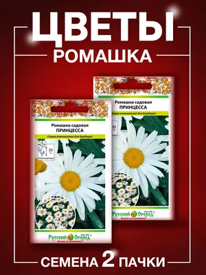 Ромашка "Кэнди" семена цветов купить по цене 59 ₽ в интернет-магазине  KazanExpress