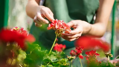 Семена цветов Семена Украины в ассортименте ❤️ доставка на дом от магазина  