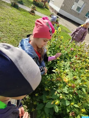 Фотоотчет «Как мы собирали семена цветов» (3 фото). Воспитателям детских  садов, школьным учителям и педагогам - Маам.ру