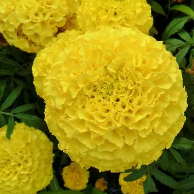 Семена цветов Малопа "Беляна" купить по цене 45 ₽ в интернет-магазине  KazanExpress