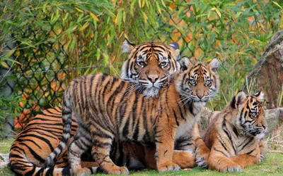 Семья тигров 
