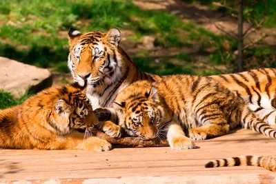 Пазл Castorland 1000 деталей: Семья тигров у ручья (C-104413) - купить в  интернет магазине - 