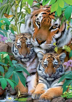 Дружная семья тигров Раскраска картина по номерам на холсте — купить в  интернет-магазине по низкой цене на Яндекс Маркете