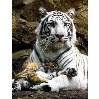 Алмазная мозаика «Семья тигров » 50*40 (ID#161561082), цена: 50 руб.,  купить на 