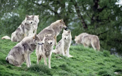 Семья волков» — создано в Шедевруме