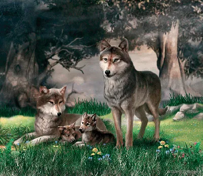 Семья волков | 🐺Амино Для Красивых Волков🐺 Amino