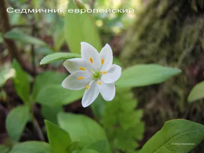 Раскраска цветик семицветик