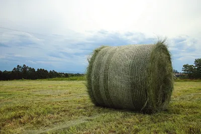 Купить сено в тюках с доставкой по Москве и области